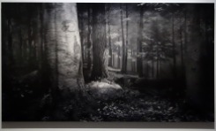Hiroshi Sugimoto - original forest in Northern Pennsylvania (1980)